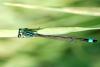 Ischnura elegans